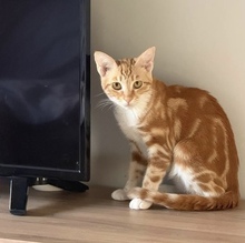 LASSO, Katze, Europäisch Kurzhaar in Zypern - Bild 4