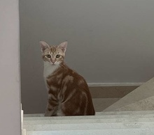 LASSO, Katze, Europäisch Kurzhaar in Zypern - Bild 5