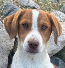 BALTO, Hund, Setter Beagle Mix in Italien - Bild 1