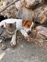 BALTO, Hund, Setter Beagle Mix in Italien - Bild 2
