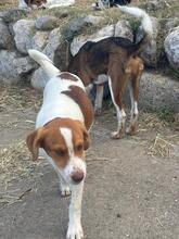 BALTO, Hund, Setter Beagle Mix in Italien - Bild 3