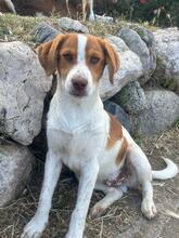 BALTO, Hund, Setter Beagle Mix in Italien - Bild 4