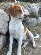 BALTO, Hund, Setter Beagle Mix in Italien - Bild 5