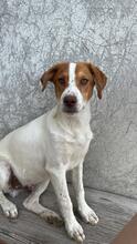 BALTO, Hund, Setter Beagle Mix in Italien - Bild 6