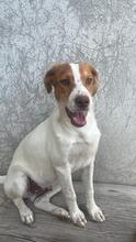 BALTO, Hund, Setter Beagle Mix in Italien - Bild 7