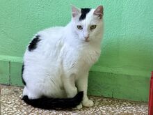 ELVIS, Katze, Europäisch Kurzhaar in Griechenland - Bild 1