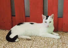 ELVIS, Katze, Europäisch Kurzhaar in Griechenland - Bild 2