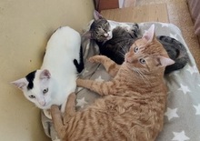 ELVIS, Katze, Europäisch Kurzhaar in Griechenland - Bild 3