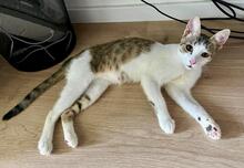 SILAS, Katze, Europäisch Kurzhaar in Erlangen