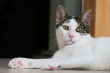 FALK, Katze, Europäisch Kurzhaar in Rosenheim - Bild 1