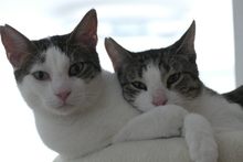 FALK, Katze, Europäisch Kurzhaar in Rosenheim - Bild 2