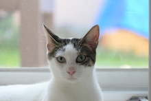 FALK, Katze, Europäisch Kurzhaar in Rosenheim - Bild 3