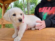 FLU, Hund, Mischlingshund in Ungarn - Bild 1