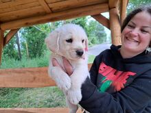 FLU, Hund, Mischlingshund in Ungarn - Bild 2