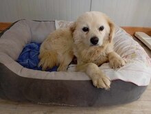 IVAN, Hund, Mischlingshund in Griechenland - Bild 1