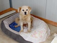 IVAN, Hund, Mischlingshund in Griechenland - Bild 2