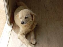 IVAN, Hund, Mischlingshund in Griechenland - Bild 3