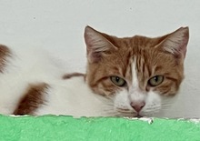 KANELA, Katze, Europäisch Kurzhaar in Griechenland - Bild 1