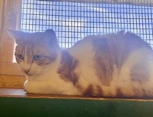 KANELA, Katze, Europäisch Kurzhaar in Griechenland - Bild 2