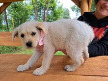 KESHI, Hund, Mischlingshund in Ungarn - Bild 1