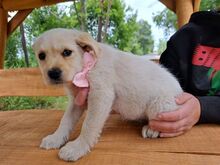 KESHI, Hund, Mischlingshund in Ungarn - Bild 2