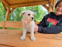 KESHI, Hund, Mischlingshund in Ungarn - Bild 3