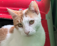 LATTE, Katze, Europäisch Kurzhaar in Griechenland - Bild 1