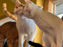 LATTE, Katze, Europäisch Kurzhaar in Griechenland - Bild 3