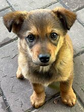 LITTLEALBA, Hund, Mischlingshund in Ungarn - Bild 1