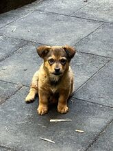 LITTLEALBA, Hund, Mischlingshund in Ungarn - Bild 2