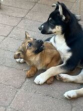 LITTLEALBA, Hund, Mischlingshund in Ungarn - Bild 3