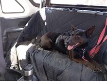LOMRI, Hund, Mischlingshund in Griechenland - Bild 1
