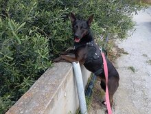 LOMRI, Hund, Mischlingshund in Griechenland - Bild 3