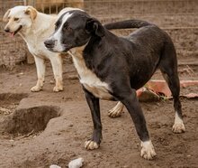 APACS, Hund, Mischlingsrüde in Ungarn - Bild 2