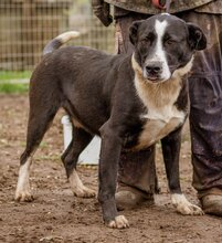 APACS, Hund, Mischlingsrüde in Ungarn - Bild 3