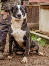 APACS, Hund, Mischlingsrüde in Ungarn - Bild 4