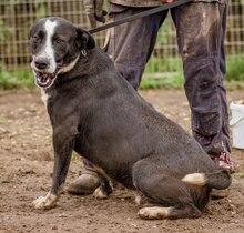 APACS, Hund, Mischlingsrüde in Ungarn - Bild 5