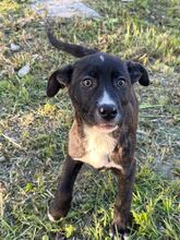 JUPITER, Hund, Mischlingshund in Italien - Bild 2