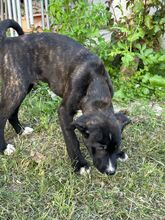 JUPITER, Hund, Mischlingshund in Italien - Bild 3