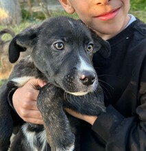 JUPITER, Hund, Mischlingshund in Italien - Bild 4