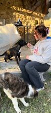JUPITER, Hund, Mischlingshund in Italien - Bild 5
