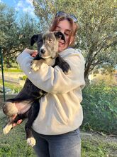 JUPITER, Hund, Mischlingshund in Italien - Bild 6