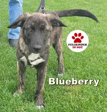 BLUEBERRY 139-25-A, Hund, Mischlingshund in Swisttal - Bild 1