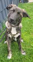 BLUEBERRY 139-25-A, Hund, Mischlingshund in Swisttal - Bild 2