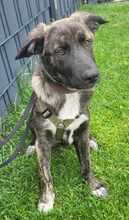 BLUEBERRY 139-25-A, Hund, Mischlingshund in Swisttal - Bild 3