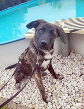 BLUEBERRY 139-25-A, Hund, Mischlingshund in Swisttal - Bild 5