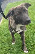 BLUEBERRY 139-25-A, Hund, Mischlingshund in Swisttal - Bild 6