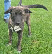 BLUEBERRY 139-25-A, Hund, Mischlingshund in Swisttal - Bild 7