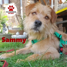 SAMMY13425P, Hund, Terrier in Köln - Bild 1