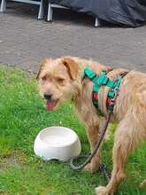 SAMMY13425P, Hund, Terrier in Köln - Bild 3